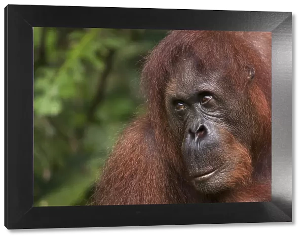 Orang utan (Pongo pygmaeus) head portrait, Semengoh Nature reserve, Sarawak, Borneo