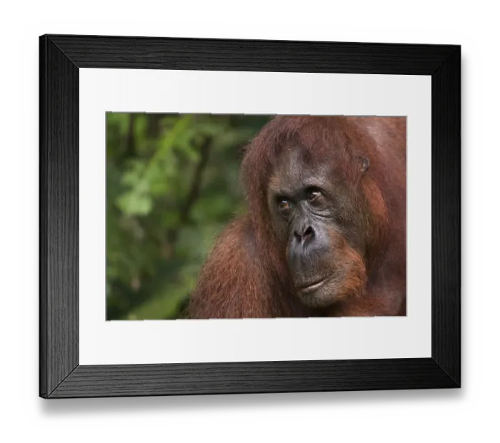 Framed Print : Orang utan (Pongo pygmaeus) head portrait, Semengoh Nature reserve, Sarawak, Borneo Framed Print : Orang utan (Pongo pygmaeus) head portrait, Semengoh Nature reserve, Sarawak, Borneo