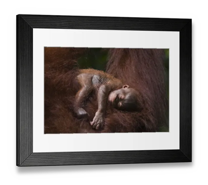 Framed Print : Orang utan (Pongo pygmaeus) baby sleeping in the arms of an adult, Semengoh Nature reserve Framed Print : Orang utan (Pongo pygmaeus) baby sleeping in the arms of an adult, Semengoh Nature reserve