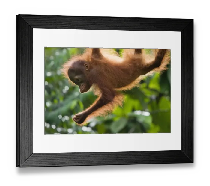 Framed Print : Orang utan (Pongo pygmaeus) baby climbing in trees, Semengoh Nature reserve, Sarawak Framed Print : Orang utan (Pongo pygmaeus) baby climbing in trees, Semengoh Nature reserve, Sarawak