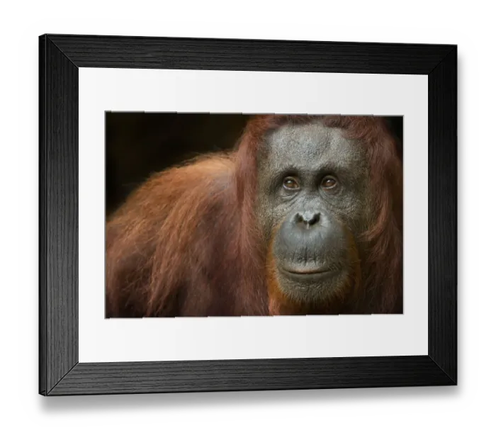 Framed Print : Orang utan (Pongo pygmaeus) head portrait of female, Semengoh Nature reserve, Sarawak