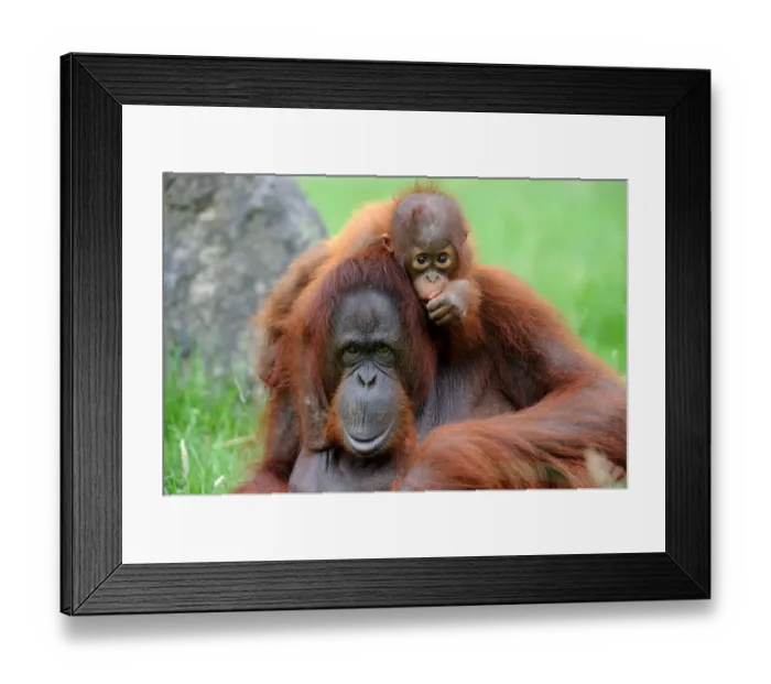 Framed Print : Orang utan (Pongo pygmaeus pygmaeus) portrait of mother with baby, occurs in Borneo Framed Print : Orang utan (Pongo pygmaeus pygmaeus) portrait of mother with baby, occurs in Borneo