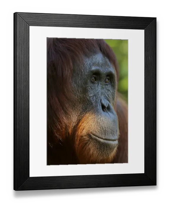 Framed Print : Bornean Orangutan (Pongo pygmaeus) female portrait, Tanjung Puting reserve, Camp Leakey Framed Print : Bornean Orangutan (Pongo pygmaeus) female portrait, Tanjung Puting reserve, Camp Leakey