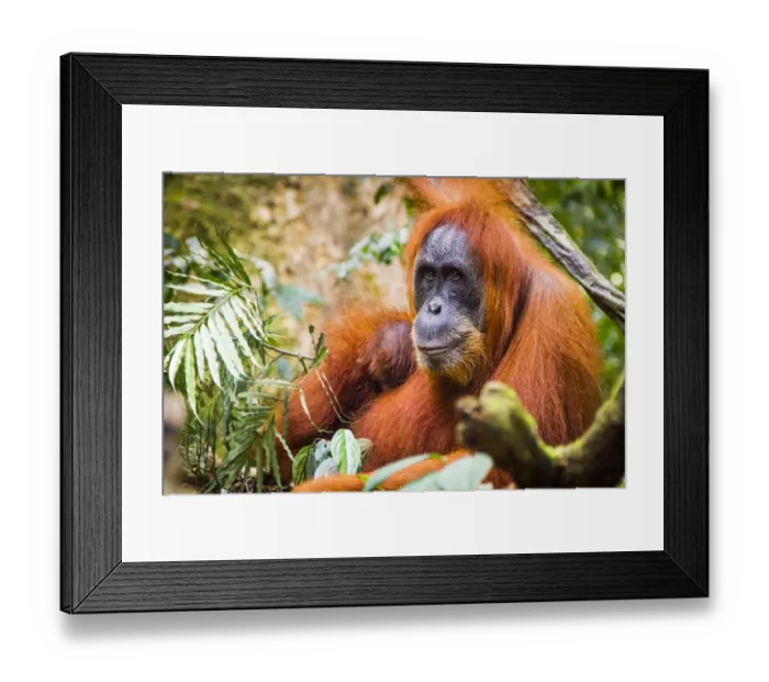 Framed Print : Sumatran Orangutan (Pongo abelii) female with very young baby, Gunung Leuser National Park Framed Print : Sumatran Orangutan (Pongo abelii) female with very young baby, Gunung Leuser National Park