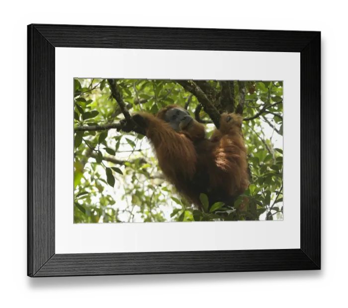 Framed Print : Tapanuli orangutan (Pongo tapanuliensis) Togus, adult flanged male, trying to nap in tree Framed Print : Tapanuli orangutan (Pongo tapanuliensis) Togus, adult flanged male, trying to nap in tree