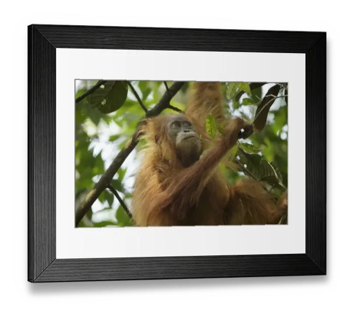 Framed Print : Tapanuli Orangutan (Pongo tapanuliensis) Beti, juvenile female, daughter of Beta Framed Print : Tapanuli Orangutan (Pongo tapanuliensis) Beti, juvenile female, daughter of Beta