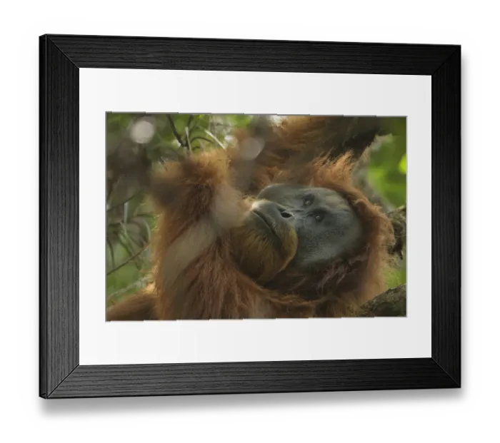 Framed Print : Tapanuli orangutan (Pongo tapanuliensis) Togus, adult flanged male, trying to nap in tree Framed Print : Tapanuli orangutan (Pongo tapanuliensis) Togus, adult flanged male, trying to nap in tree