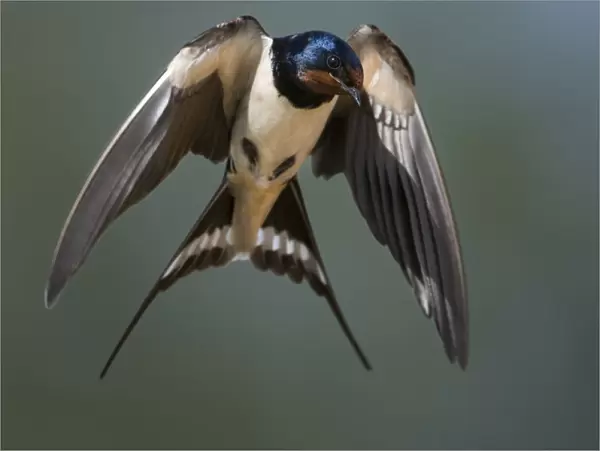Barn Swallow (Hirundo rustica) in flight. Portugal, Europe
