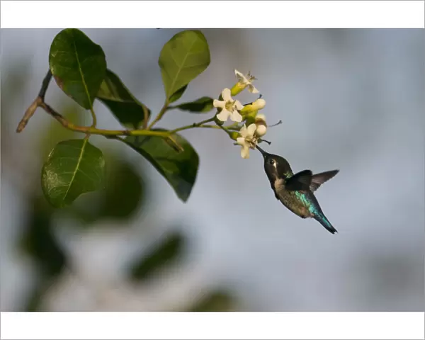 Bee hummingbird (Mellisuga helenae) feeding from flower, Guanahacabibes Peninsula National Park