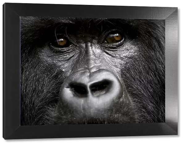 Mountain Gorilla (Goriila beringei) portrait, Volcanoes National Park, Virunga Mountains, Rwanda
