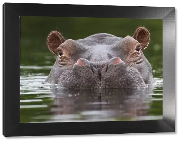 Hippopotamus (Hippopotamus amphibius) at water surface, Bijagos Archipelago Biosphere Reserve