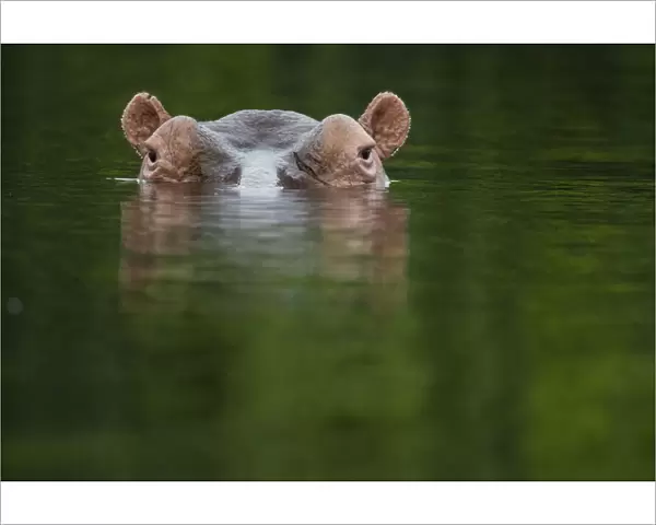 Hippopotamus (Hippopotamus amphibius) at water surface, Bijagos Archipelago Biosphere Reserve