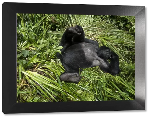 Mountain Gorilla (Goriila beringei) resting, Volcanoes National Park, Virunga Mountains, Rwanda
