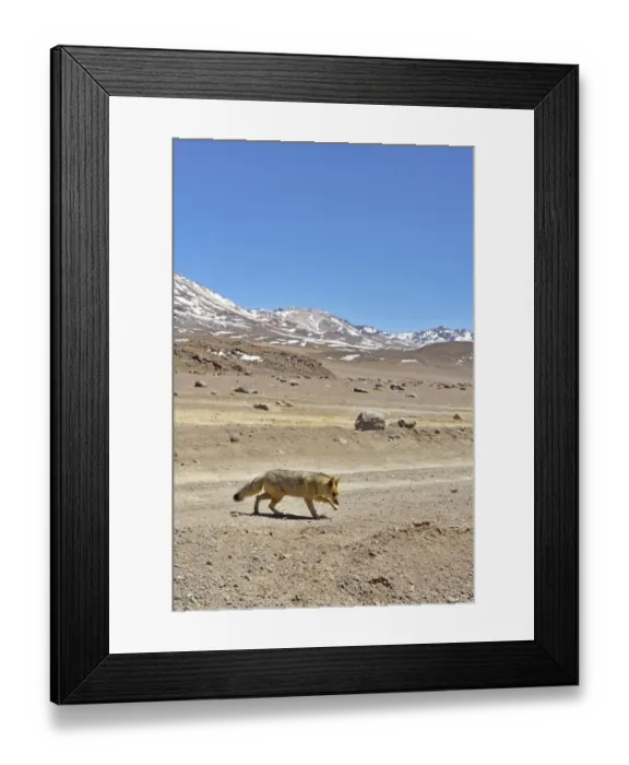 Framed Print : Andean fox (Lycalopex culpaeus) walking in the Altiplano, Andes, Bolivia. September 2018 Framed Print : Andean fox (Lycalopex culpaeus) walking in the Altiplano, Andes, Bolivia. September 2018