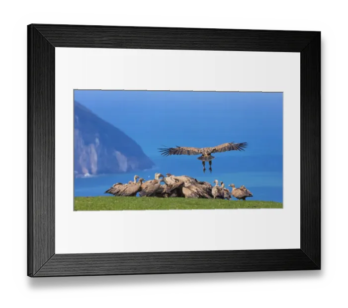 Framed Print : Griffon vulture (Gyps fulvus) landing on coast next to flock. Cantabria, Spain, March Framed Print : Griffon vulture (Gyps fulvus) landing on coast next to flock. Cantabria, Spain, March