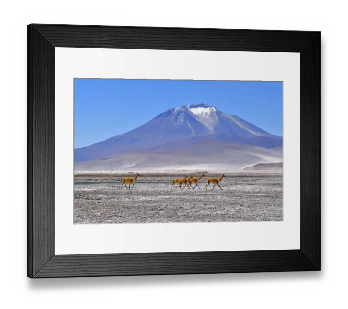 Framed Print : Vicuna (Vicugna vicugna), five running across salt flat with mountain in background
