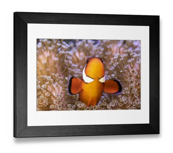 Framed Print : Clownfish (Amphiprion sp) in anemone home, Philippines Framed Print : Clownfish (Amphiprion sp) in anemone home, Philippines