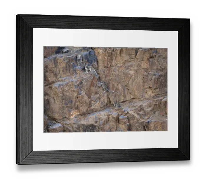 Framed Print : Snow Leopard (Panthera uncia) female with two cubs climbing a canyon cliff at dusk at 4400 metres Framed Print : Snow Leopard (Panthera uncia) female with two cubs climbing a canyon cliff at dusk at 4400 metres