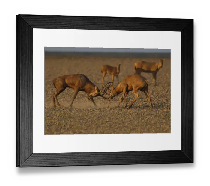 Framed Print : Pere Davids deer  /  Milu (Elaphurus davidianus), two stags testing their strength