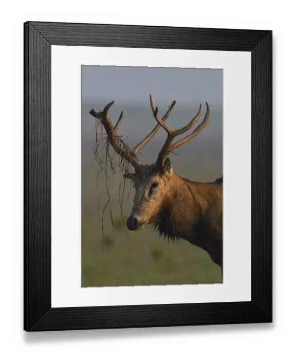 Framed Print : Pere Davids deer / Milu (Elaphurus davidianus) stag, walking in the morning Framed Print : Pere Davids deer / Milu (Elaphurus davidianus) stag, walking in the morning