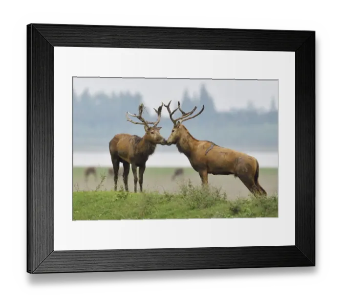 Framed Print : Pere Davids deer / Milu (Elaphurus davidianus) during the rutting season, stag Framed Print : Pere Davids deer / Milu (Elaphurus davidianus) during the rutting season, stag