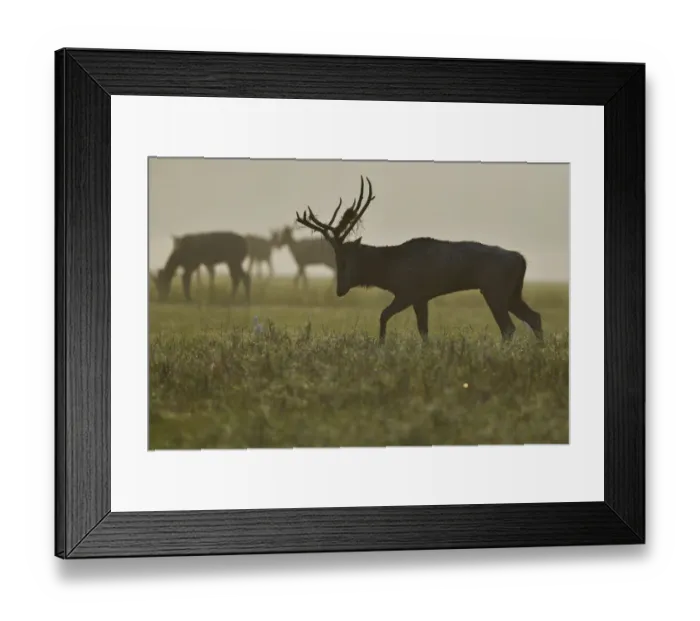 Framed Print : Pere Davids deer / Milu (Elaphurus davidianus) male walking in the morning, Hubei Framed Print : Pere Davids deer / Milu (Elaphurus davidianus) male walking in the morning, Hubei