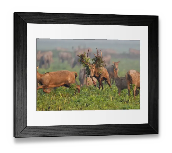 Framed Print : Pere Davids deer / Milu (Elaphurus davidianus) during the rutting season, stag Framed Print : Pere Davids deer / Milu (Elaphurus davidianus) during the rutting season, stag