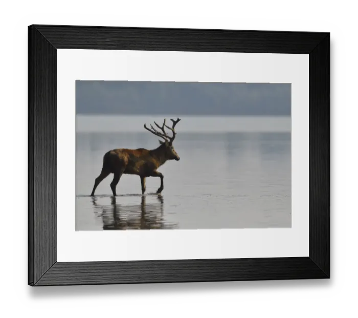 Framed Print : Pere Davids deer / Milu (Elaphurus davidianus) stag wading through the water Framed Print : Pere Davids deer / Milu (Elaphurus davidianus) stag wading through the water
