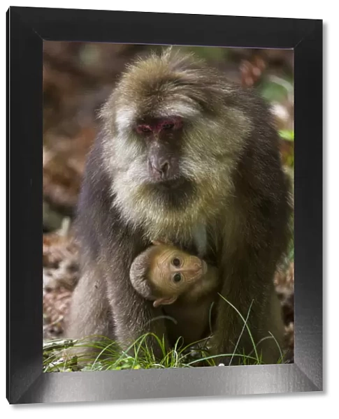 Tibetan macaque (Macaca thibetana) carrying young baby, Tangjiahe Nature Reserve