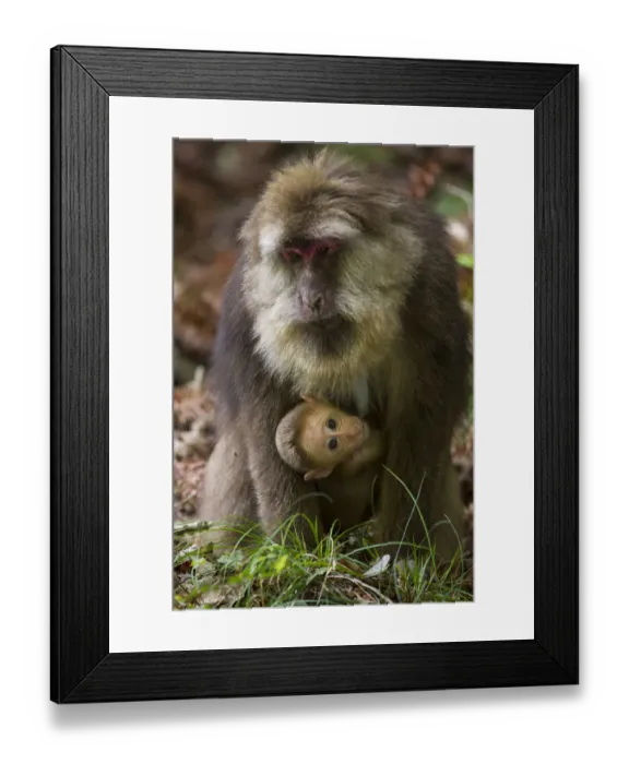 Framed Print : Tibetan macaque (Macaca thibetana) carrying young baby, Tangjiahe Nature Reserve Framed Print : Tibetan macaque (Macaca thibetana) carrying young baby, Tangjiahe Nature Reserve