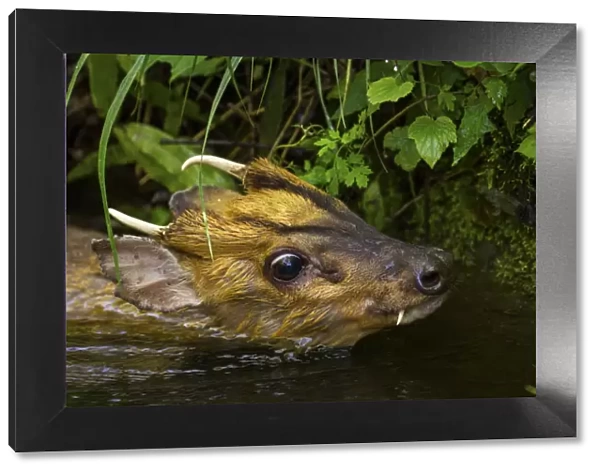 Injured Muntjac (Muntiacus reevesi) swimming in a small creek after unsuccessfully