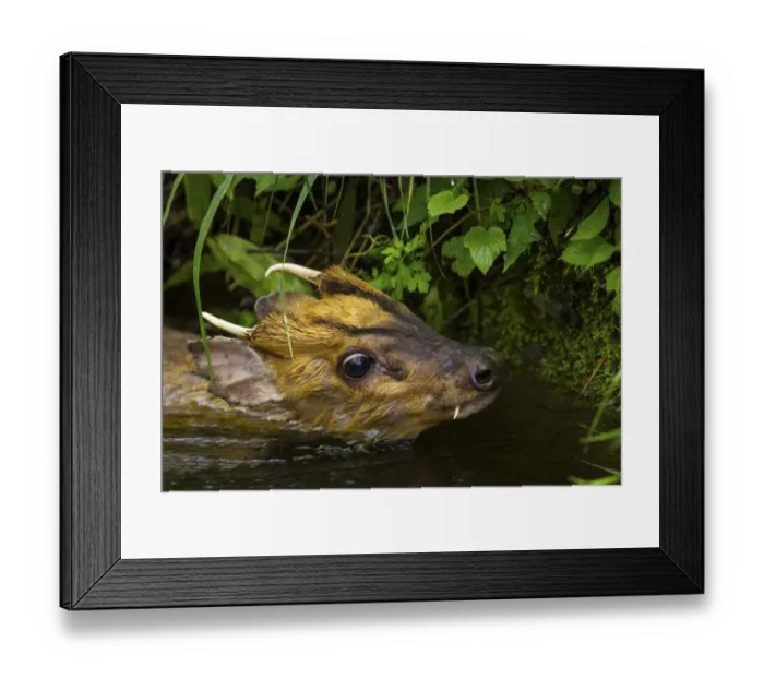 Framed Print : Injured Muntjac (Muntiacus reevesi) swimming in a small creek after unsuccessfully Framed Print : Injured Muntjac (Muntiacus reevesi) swimming in a small creek after unsuccessfully
