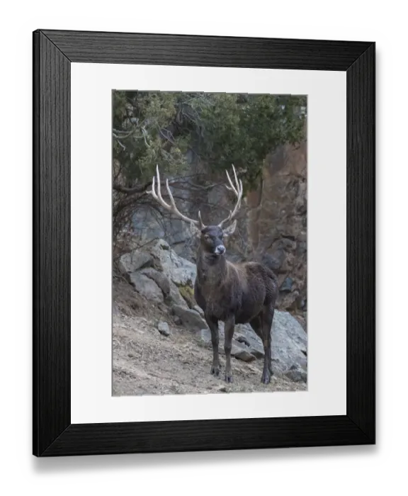 Framed Print : White-lipped deer (Cervus albirostris) male, Serxu, Garze Prefecture, Sichuan Province Framed Print : White-lipped deer (Cervus albirostris) male, Serxu, Garze Prefecture, Sichuan Province