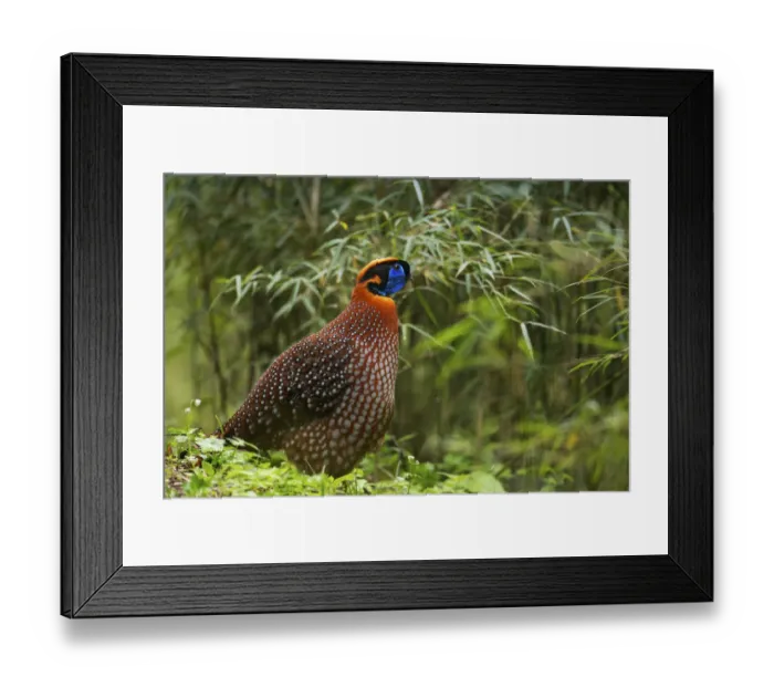 Framed Print : Temmincks tragopan (Tragopan temminckii) Tangjiahe Nature Reserve, Sichuan province, China Framed Print : Temmincks tragopan (Tragopan temminckii) Tangjiahe Nature Reserve, Sichuan province, China