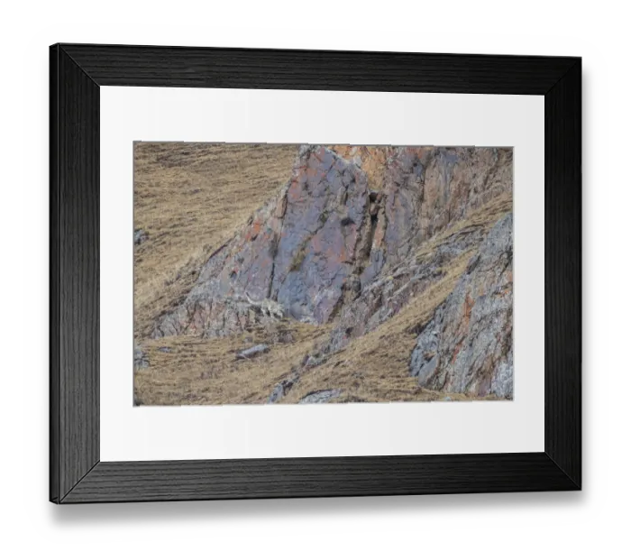 Framed Print : Snow leopard (Panthera uncia) hunting and stalking through the mountains in Serxu Framed Print : Snow leopard (Panthera uncia) hunting and stalking through the mountains in Serxu