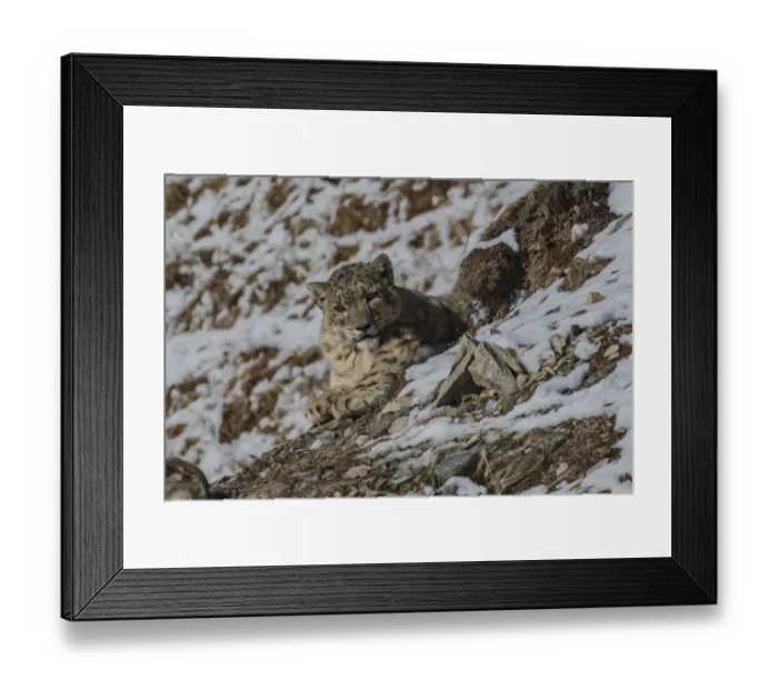 Framed Print : Snow leopard (Uncia uncia) with Bharal (Pseudois nayaur) prey, Serxu County, Garze Prefecture Framed Print : Snow leopard (Uncia uncia) with Bharal (Pseudois nayaur) prey, Serxu County, Garze Prefecture