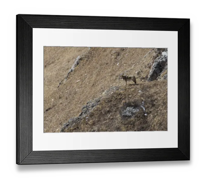 Framed Print : Tibetan wolf (Canis lupus chanco) in mountain landscape, Serxu County, Garze Prefecture Framed Print : Tibetan wolf (Canis lupus chanco) in mountain landscape, Serxu County, Garze Prefecture