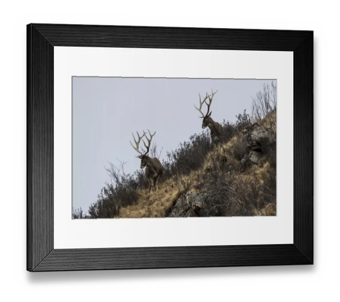 Framed Print : White-lipped deer (Cervus albirostris) stags in mountain landscape, Serxu County Framed Print : White-lipped deer (Cervus albirostris) stags in mountain landscape, Serxu County