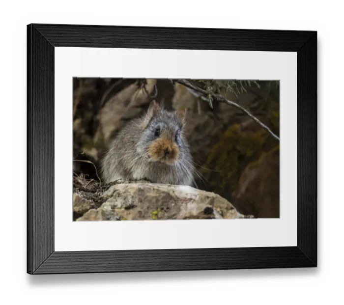 Framed Print : Large-eared pika (Ochotona macrotis) Serxu County, Garze Prefecture, Sichuan Province, China Framed Print : Large-eared pika (Ochotona macrotis) Serxu County, Garze Prefecture, Sichuan Province, China