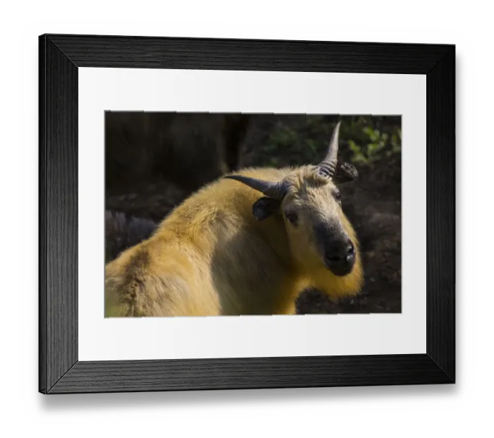 Framed Print : Takin (Budorcas taxicolor) Tangjiahe Nature Reserve, Sichuan Province, China. April Framed Print : Takin (Budorcas taxicolor) Tangjiahe Nature Reserve, Sichuan Province, China. April