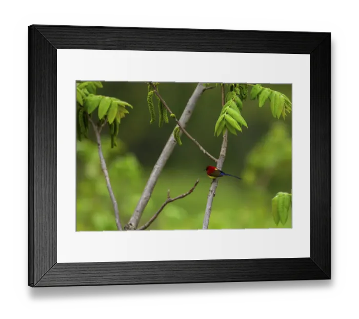 Framed Print : Mrs Goulds sunbird (Aethopyga gouldiae) perched on branch, Tangjiahe Nature Reserve Framed Print : Mrs Goulds sunbird (Aethopyga gouldiae) perched on branch, Tangjiahe Nature Reserve