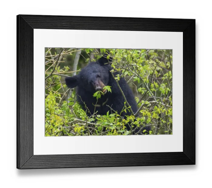 Framed Print : Asian black bear (Ursus thibetanus) feeding on leaves, Tangjiahe Nature Reserve Framed Print : Asian black bear (Ursus thibetanus) feeding on leaves, Tangjiahe Nature Reserve