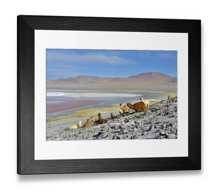 Framed Print : Llama (Lama glama) herd, Laguna colorada. Altiplano, Bolivia Framed Print : Llama (Lama glama) herd, Laguna colorada. Altiplano, Bolivia