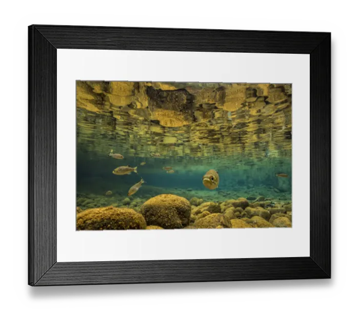Framed Print : Rock flagtail (Kuhlia rupestris) fish in river on the Southern Lagoon, Forgotten Coast Framed Print : Rock flagtail (Kuhlia rupestris) fish in river on the Southern Lagoon, Forgotten Coast