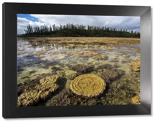 Coral formations at low tide in Prony Bay in the Southern Lagoon, Lagoons of New Caledonia