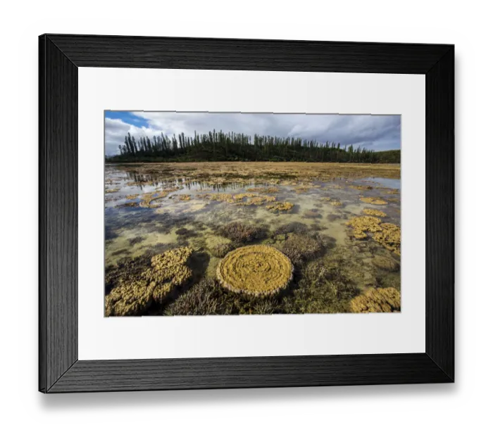 Framed Print : Coral formations at low tide in Prony Bay in the Southern Lagoon, Lagoons of New Caledonia Framed Print : Coral formations at low tide in Prony Bay in the Southern Lagoon, Lagoons of New Caledonia