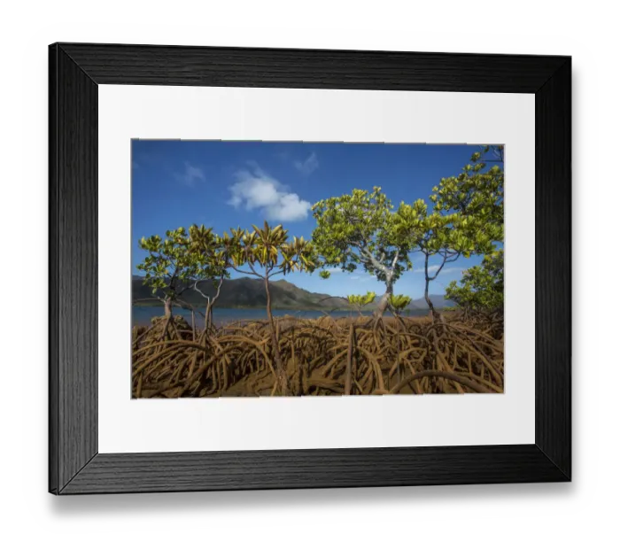 Framed Print : Mangroves on Tupeti Island, Southern Lagoon, Forgotten Coast, Lagoons of New Caledonia Framed Print : Mangroves on Tupeti Island, Southern Lagoon, Forgotten Coast, Lagoons of New Caledonia