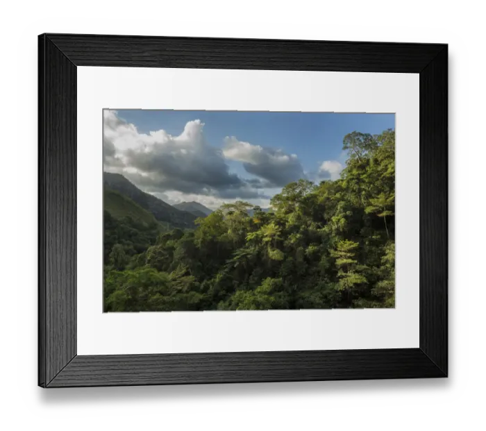 Framed Print : Montane rainforest, Hienghene, New Caledonia Framed Print : Montane rainforest, Hienghene, New Caledonia