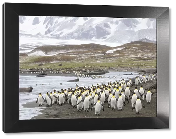 Colonies of King penguins 1+Aptenodytes patagonicus+1 and Southern Elephant Seals