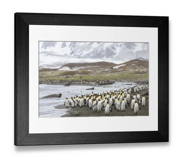 Framed Print : Colonies of King penguins 1+Aptenodytes patagonicus+1 and Southern Elephant Seals Framed Print : Colonies of King penguins 1+Aptenodytes patagonicus+1 and Southern Elephant Seals